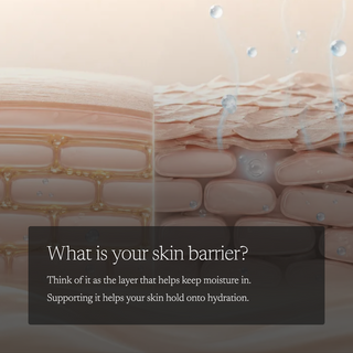 A close-up illustrated view of skin barrier layers with water droplets and a dark text box that reads, 'What is your skin barrier? Think of it as the layer that helps keep moisture in. Supporting it helps your skin hold onto hydration.